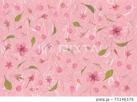 春のイメージ押し花、河津桜さくら色和紙アート 73146376