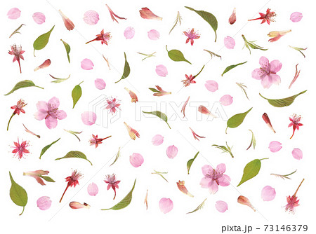 春のイメージ押し花 河津桜の新芽と若葉の写真素材