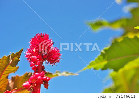 赤いトウゴマの花 73146611