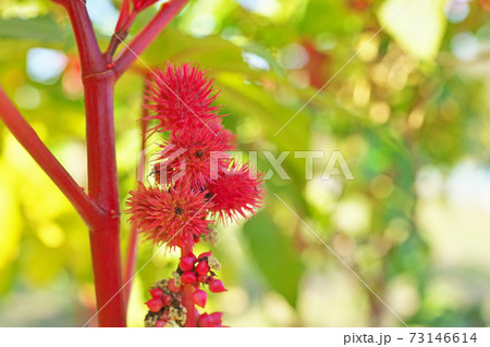 赤いトウゴマの花 73146614