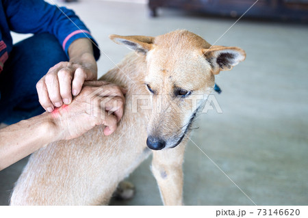 Concept of SFTS virus,close up,hand of asian people was scratching her arms and itching while being close to the dogs,dangerous tick flea or insect bite,spread and infection of tick disease in dogs 73146620