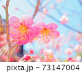 桃色の梅の花 73147004