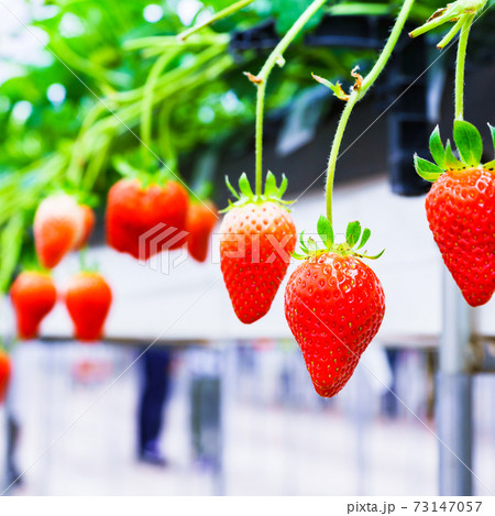 イチゴ狩り 農園 ハウス 【春イメージ】 イチゴ狩り 農園 ハウス 【春イメージ】 73147057