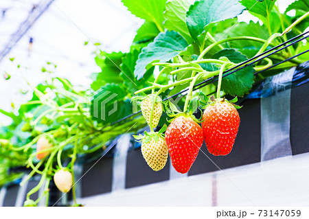 イチゴ狩り　農園　ハウス　【春イメージ】 73147059