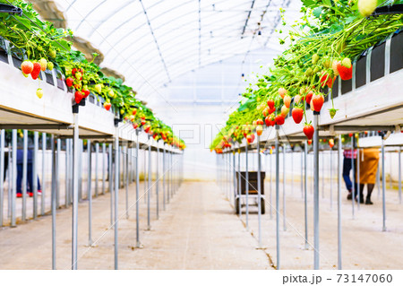 イチゴ狩り 農園 ハウス 【春イメージ】 イチゴ狩り 農園 ハウス 【春イメージ】 73147060