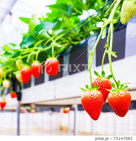 イチゴ狩り 農園 ハウス 【春イメージ】 イチゴ狩り 農園 ハウス 【春イメージ】 73147062