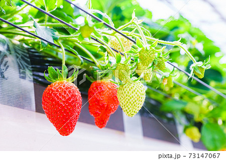 イチゴ狩り　農園　ハウス　【春イメージ】 73147067