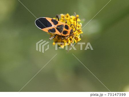 花粉を食べているヒメジュウジナガカメムシと黄色い小さな花 花粉を食べているヒメジュウジナガカメムシと黄色い小さな花 73147399