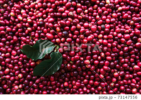 red coffee In the sack and on the hand 73147556