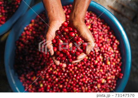 red coffee In the sack and on the hand 73147570