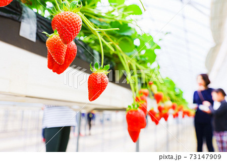 いちご狩り　女性　親子　家族　日本人　【春イメージ】 73147909