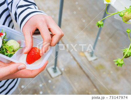 いちご狩り 女性 子供 日本人 【春イメージ】 いちご狩り 女性 子供 日本人 【春イメージ】 73147974