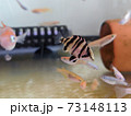 ダトニオプラスワンの幼魚　餌用のメダカと一緒に混泳 73148113