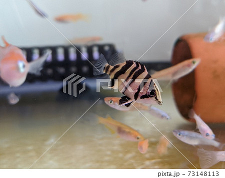 ダトニオプラスワンの幼魚 餌用のメダカと一緒に混泳の写真素材 [73148113] - PIXTA