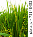 Many ear of rices in green field ,After the planting were abundance 73148452
