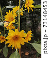 A butterfly was on a yellow Sunflower tree 73148453