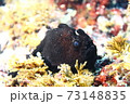 葉山のカエルアンコウ （イロカエルアンコウ ） 73148835