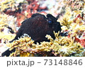 葉山のカエルアンコウ （イロカエルアンコウ ） 73148846