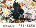 葉山のカエルアンコウ （イロカエルアンコウ ） 73148850