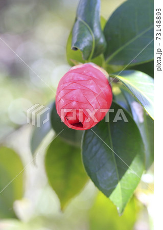 椿のつぼみ 73148893