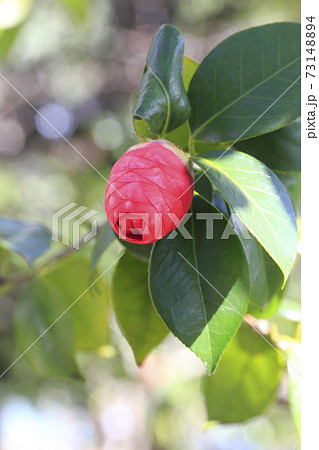 椿のつぼみ 椿のつぼみ 73148894