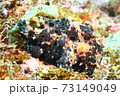 葉山のカエルアンコウ （イロカエルアンコウ ） 73149049