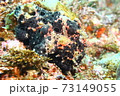 葉山のカエルアンコウ （イロカエルアンコウ ） 73149055