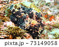 葉山のカエルアンコウ （イロカエルアンコウ ） 73149058