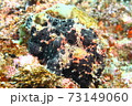 葉山のカエルアンコウ （イロカエルアンコウ ） 73149060