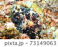 葉山のカエルアンコウ （イロカエルアンコウ ） 73149063
