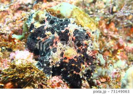 葉山のカエルアンコウ （イロカエルアンコウ ） 73149063