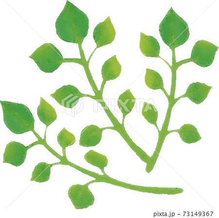 1月　春　はこべら　七草　野菜　水彩　手描き　イラスト素材 73149367