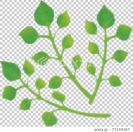 1月　春　はこべら　七草　野菜　水彩　手描き　イラスト素材 73149367