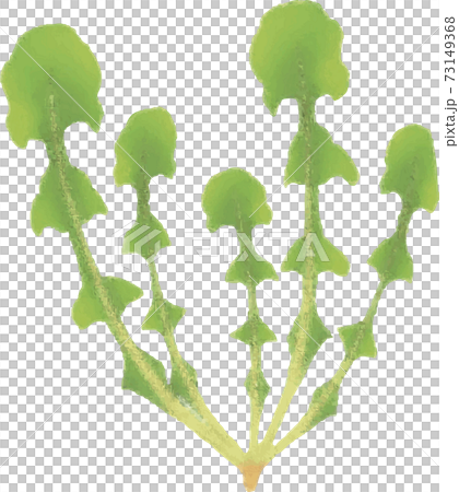 January Spring Nipple nipplewort Hotoke no Za Nanakusa Vegetables Watercolor Hand-painted Illustration material 73149368