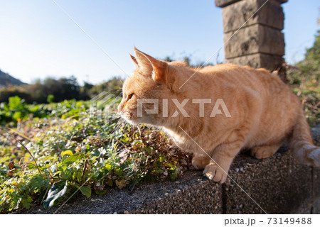 自由な猫　茶トラ猫 73149488