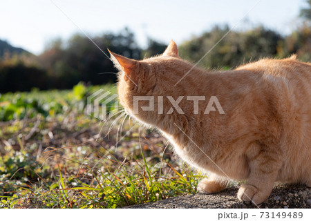 自由な猫　茶トラ猫 73149489