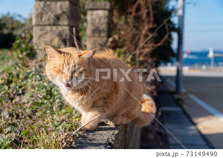 にゃーーー。　茶トラ猫 73149490