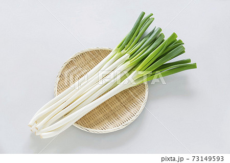 雪中軟白ねぎ　ネギ 73149593