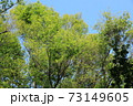 萌黄色の季節 73149605