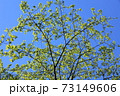 萌黄色の季節 73149606