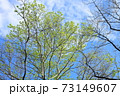 萌黄色の季節 73149607