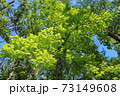 萌黄色の季節 73149608