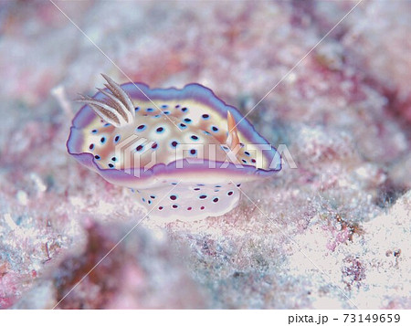 スカートヒラヒラ♪♪♪　奄美大島のオトヒメウミウシ　その② 73149659