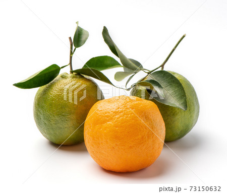 オレンジ色 オレンジ 橙 73150632