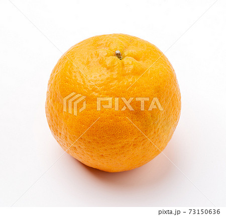 ウンシュウミカン 椪柑 柑橘 73150636