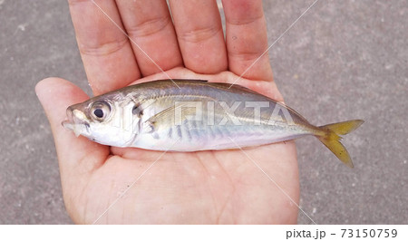 手のひらの小鰺・泳がせ釣りや飲ませ釣り・ファミリーフィッシング 手のひらの小鰺・泳がせ釣りや飲ませ釣り・ファミリーフィッシング 73150759
