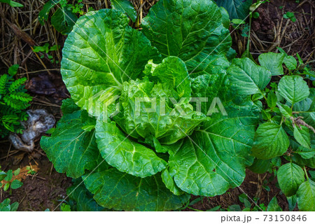 Close up of the head of a Napa cabbage, Chinese cabbage is grown in a fully grown vegetable plot, Cabbage. Green lettuce plants in growth at field. 73150846