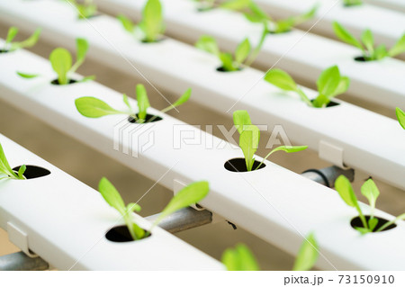 Growing vegetables without using soil or calling another type Hydroponic Vegetable Growing The concept of organic vegetables, food, health, agriculture, limited space Growing vegetables without using soil or calling another type Hydroponic Vegetable Growing The concept of organic vegetables, food, health, agriculture, limited space 73150910