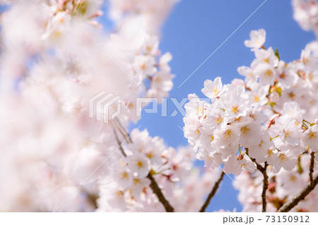 快晴の空と満開の桜 快晴の空と満開の桜 73150912