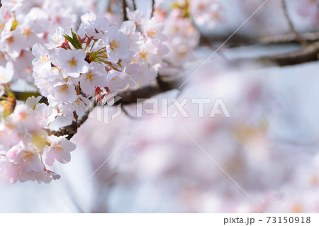 晴れた空と満開の桜 晴れた空と満開の桜 73150918